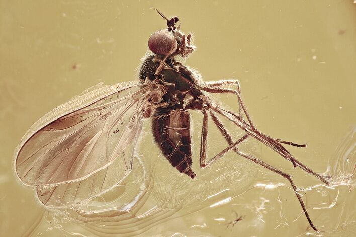 Detailed Fossil Predatory Snipe Fly and Crane Fly In Baltic Amber #343228